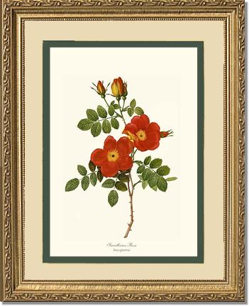 Rose Wall Art Print: Sweetbriar Rose - Vintage Botanical Wall Decor- Charting Nature