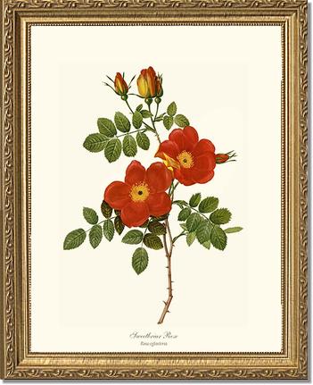 Rose Wall Art Print: Sweetbriar Rose - Vintage Botanical Wall Decor- Charting Nature