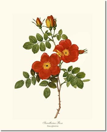 Rose Wall Art Print: Sweetbriar Rose - Vintage Botanical Wall Decor- Charting Nature