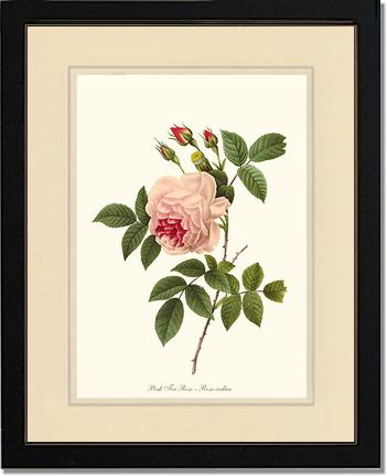 Rose Wall Art Print: Tea Rose, Pink - Vintage Botanical Wall Decor- Charting Nature