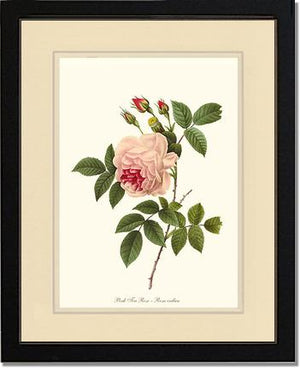 Tea Rose, Pink