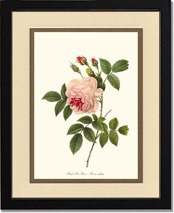 Rose Wall Art Print: Tea Rose, Pink - Vintage Botanical Wall Decor- Charting Nature
