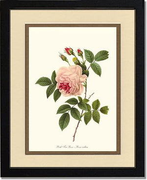 Tea Rose, Pink