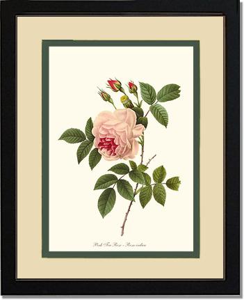 Rose Wall Art Print: Tea Rose, Pink - Vintage Botanical Wall Decor- Charting Nature