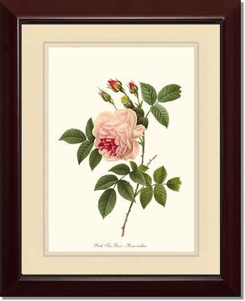 Rose Wall Art Print: Tea Rose, Pink - Vintage Botanical Wall Decor- Charting Nature