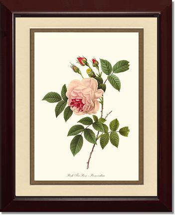 Rose Wall Art Print: Tea Rose, Pink - Vintage Botanical Wall Decor- Charting Nature