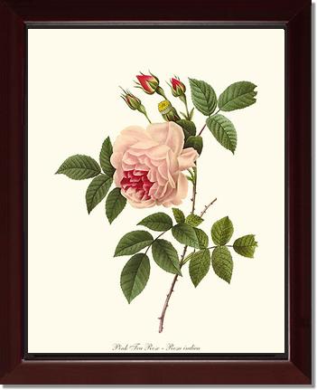 Rose Wall Art Print: Tea Rose, Pink - Vintage Botanical Wall Decor- Charting Nature
