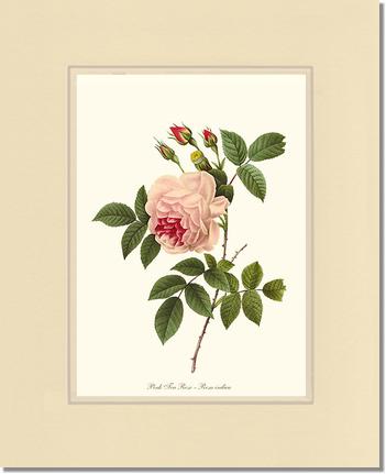 Rose Wall Art Print: Tea Rose, Pink - Vintage Botanical Wall Decor- Charting Nature