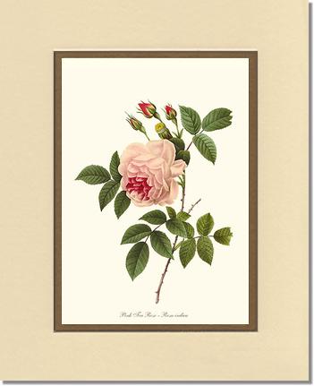 Rose Wall Art Print: Tea Rose, Pink - Vintage Botanical Wall Decor- Charting Nature