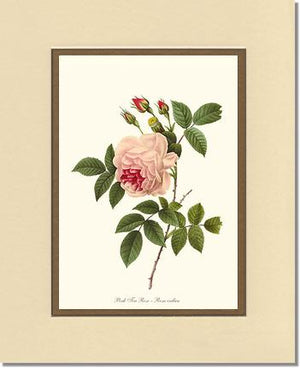 Tea Rose, Pink
