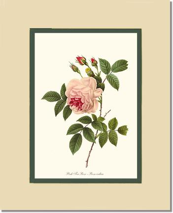 Rose Wall Art Print: Tea Rose, Pink - Vintage Botanical Wall Decor- Charting Nature