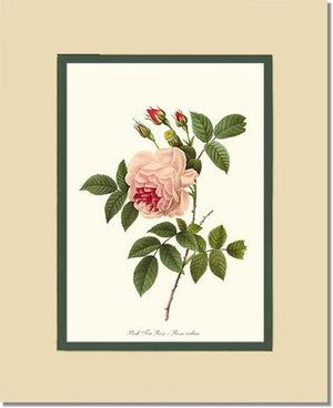 Tea Rose, Pink
