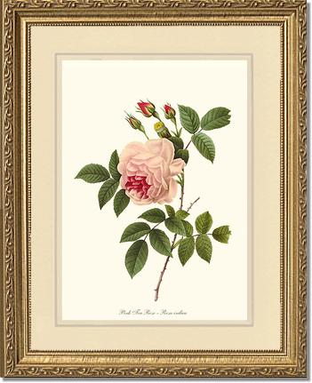 Rose Wall Art Print: Tea Rose, Pink - Vintage Botanical Wall Decor- Charting Nature