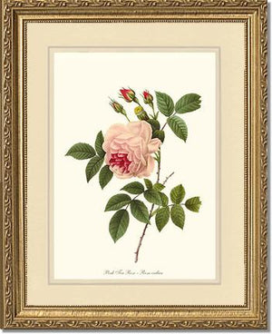 Tea Rose, Pink