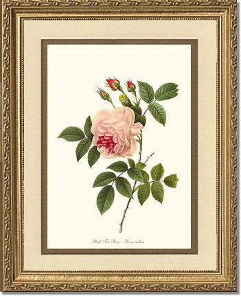 Rose Wall Art Print: Tea Rose, Pink - Vintage Botanical Wall Decor- Charting Nature