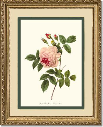 Rose Wall Art Print: Tea Rose, Pink - Vintage Botanical Wall Decor- Charting Nature