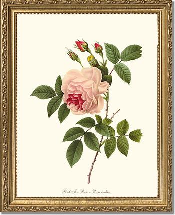 Rose Wall Art Print: Tea Rose, Pink - Vintage Botanical Wall Decor- Charting Nature