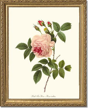 Tea Rose, Pink