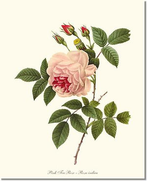 Rose Wall Art Print: Tea Rose, Pink - Vintage Botanical Wall Decor- Charting Nature