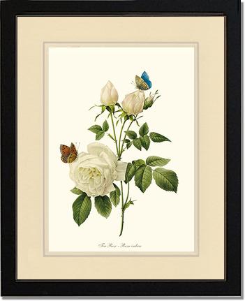 Rose Wall Art Print: Tea Rose, White - Vintage Botanical Wall Decor- Charting Nature