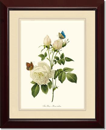 Rose Wall Art Print: Tea Rose, White - Vintage Botanical Wall Decor- Charting Nature
