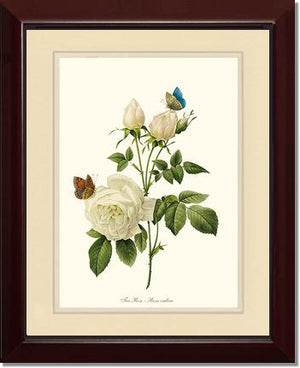 Tea Rose, White