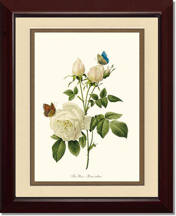 Rose Wall Art Print: Tea Rose, White - Vintage Botanical Wall Decor- Charting Nature