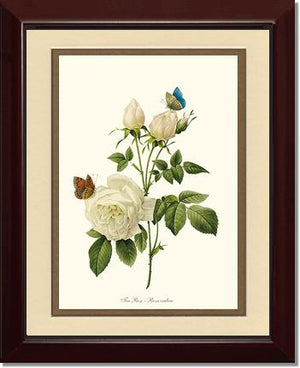 Tea Rose, White