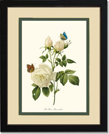Rose Wall Art Print: Tea Rose, White - Vintage Botanical Wall Decor- Charting Nature