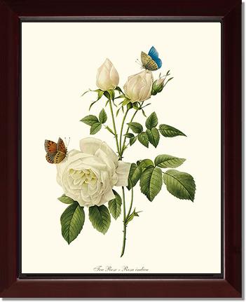 Rose Wall Art Print: Tea Rose, White - Vintage Botanical Wall Decor- Charting Nature