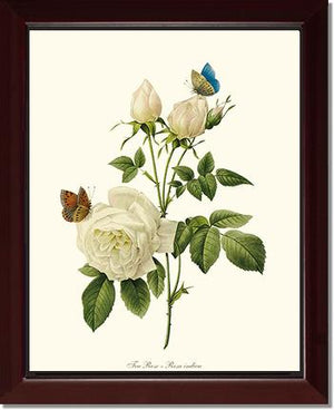 Tea Rose, White