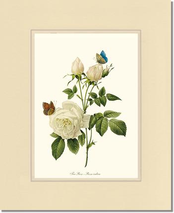 Rose Wall Art Print: Tea Rose, White - Vintage Botanical Wall Decor- Charting Nature