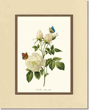 Rose Wall Art Print: Tea Rose, White - Vintage Botanical Wall Decor- Charting Nature
