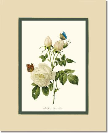 Rose Wall Art Print: Tea Rose, White - Vintage Botanical Wall Decor- Charting Nature