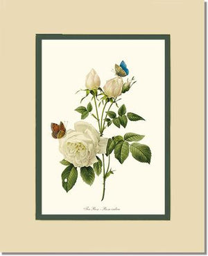 Tea Rose, White
