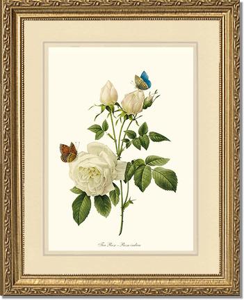 Rose Wall Art Print: Tea Rose, White - Vintage Botanical Wall Decor- Charting Nature