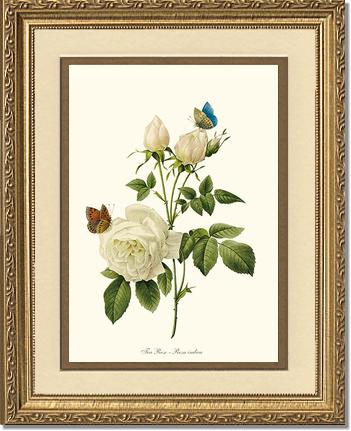 Rose Wall Art Print: Tea Rose, White - Vintage Botanical Wall Decor- Charting Nature