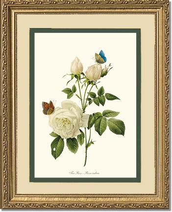 Rose Wall Art Print: Tea Rose, White - Vintage Botanical Wall Decor- Charting Nature