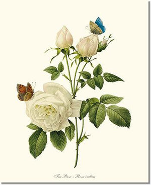 Rose Wall Art Print: Tea Rose, White - Vintage Botanical Wall Decor- Charting Nature