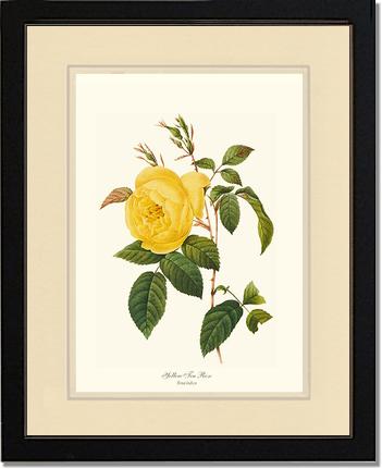 Rose Wall Art Print: Tea Rose, Yellow - Vintage Botanical Wall Decor- Charting Nature