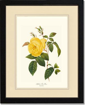 Tea Rose, Yellow