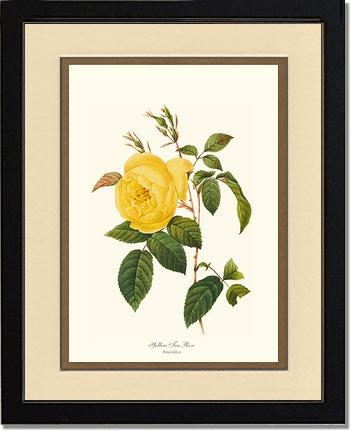 Rose Wall Art Print: Tea Rose, Yellow - Vintage Botanical Wall Decor- Charting Nature
