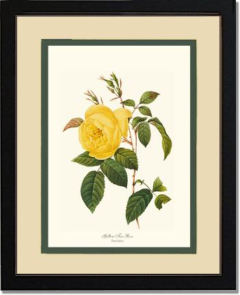 Rose Wall Art Print: Tea Rose, Yellow - Vintage Botanical Wall Decor- Charting Nature