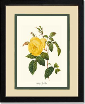 Tea Rose, Yellow