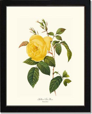 Tea Rose, Yellow