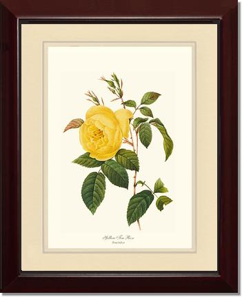 Rose Wall Art Print: Tea Rose, Yellow - Vintage Botanical Wall Decor- Charting Nature
