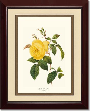 Rose Wall Art Print: Tea Rose, Yellow - Vintage Botanical Wall Decor- Charting Nature
