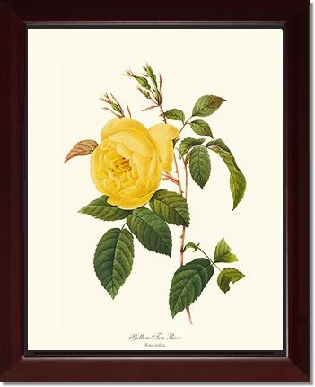 Rose Wall Art Print: Tea Rose, Yellow - Vintage Botanical Wall Decor- Charting Nature