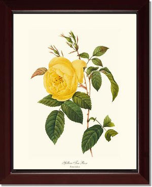 Tea Rose, Yellow