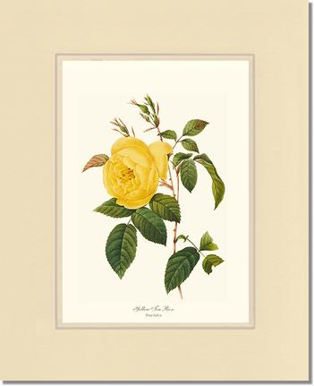 Rose Wall Art Print: Tea Rose, Yellow - Vintage Botanical Wall Decor- Charting Nature